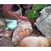 Rana gigante arborícola - Litoria caerulea (Adultos)